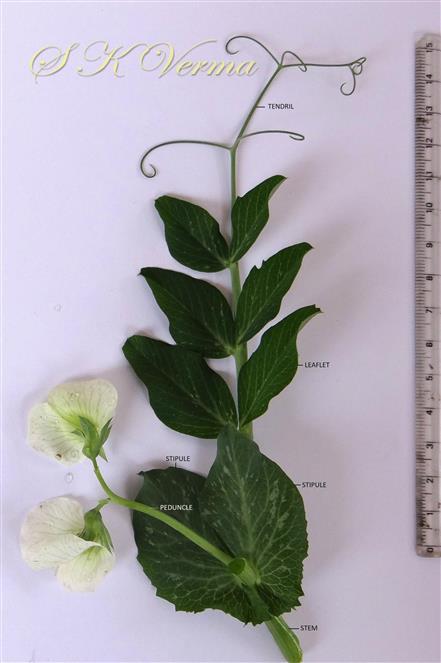  Leaf, Stipules and Inflorescence